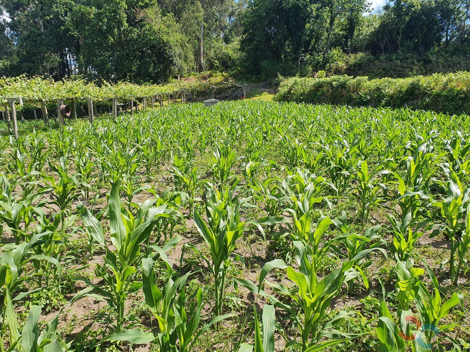 Venda de casa em Marín