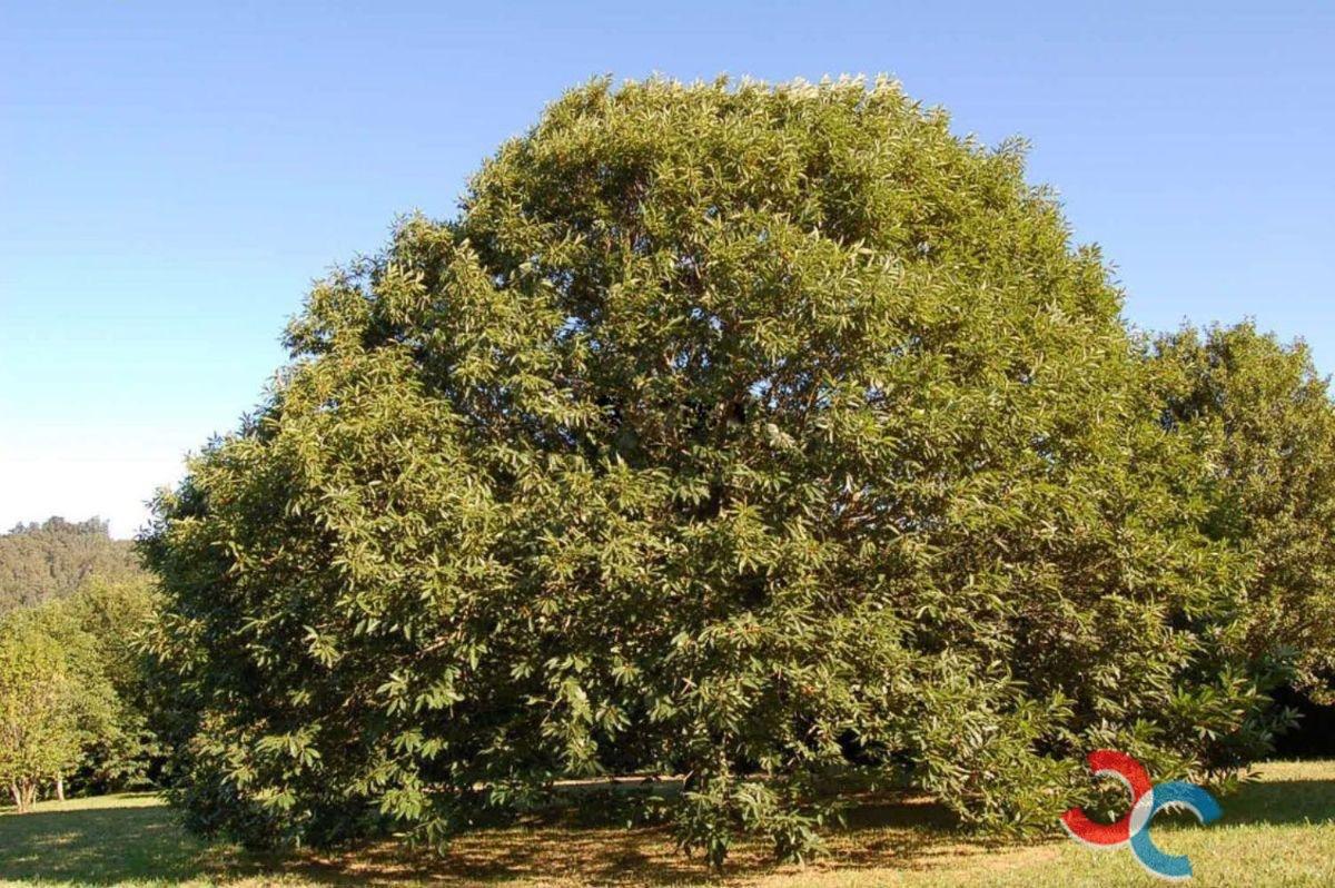 For sale of land in Pontecesures