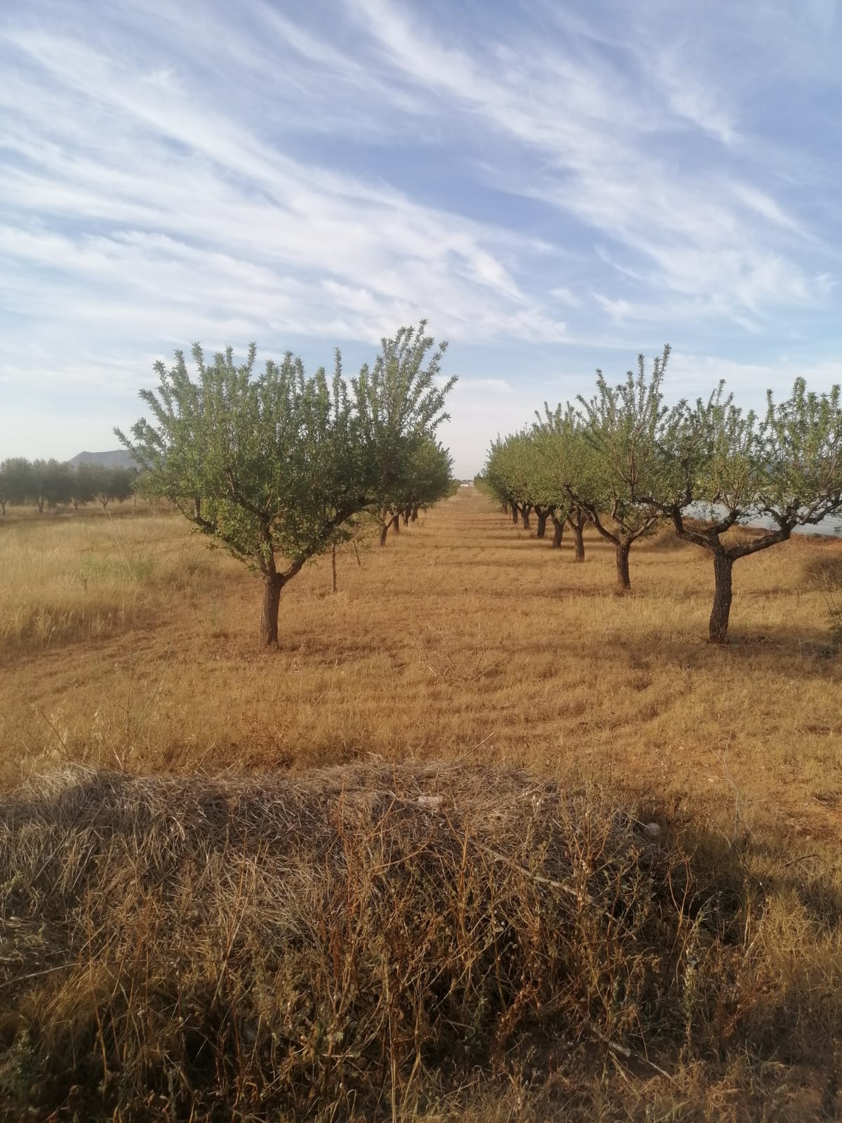 Venta de finca rústica en Cartagena