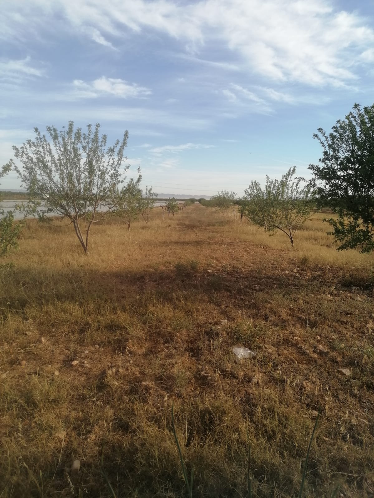 Venta de finca rústica en Cartagena