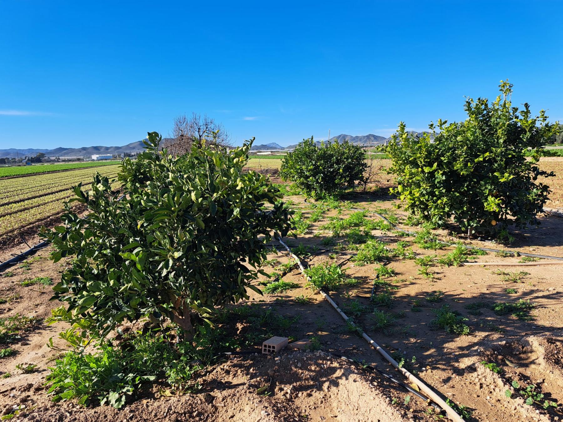 Venta de finca rústica en Cartagena