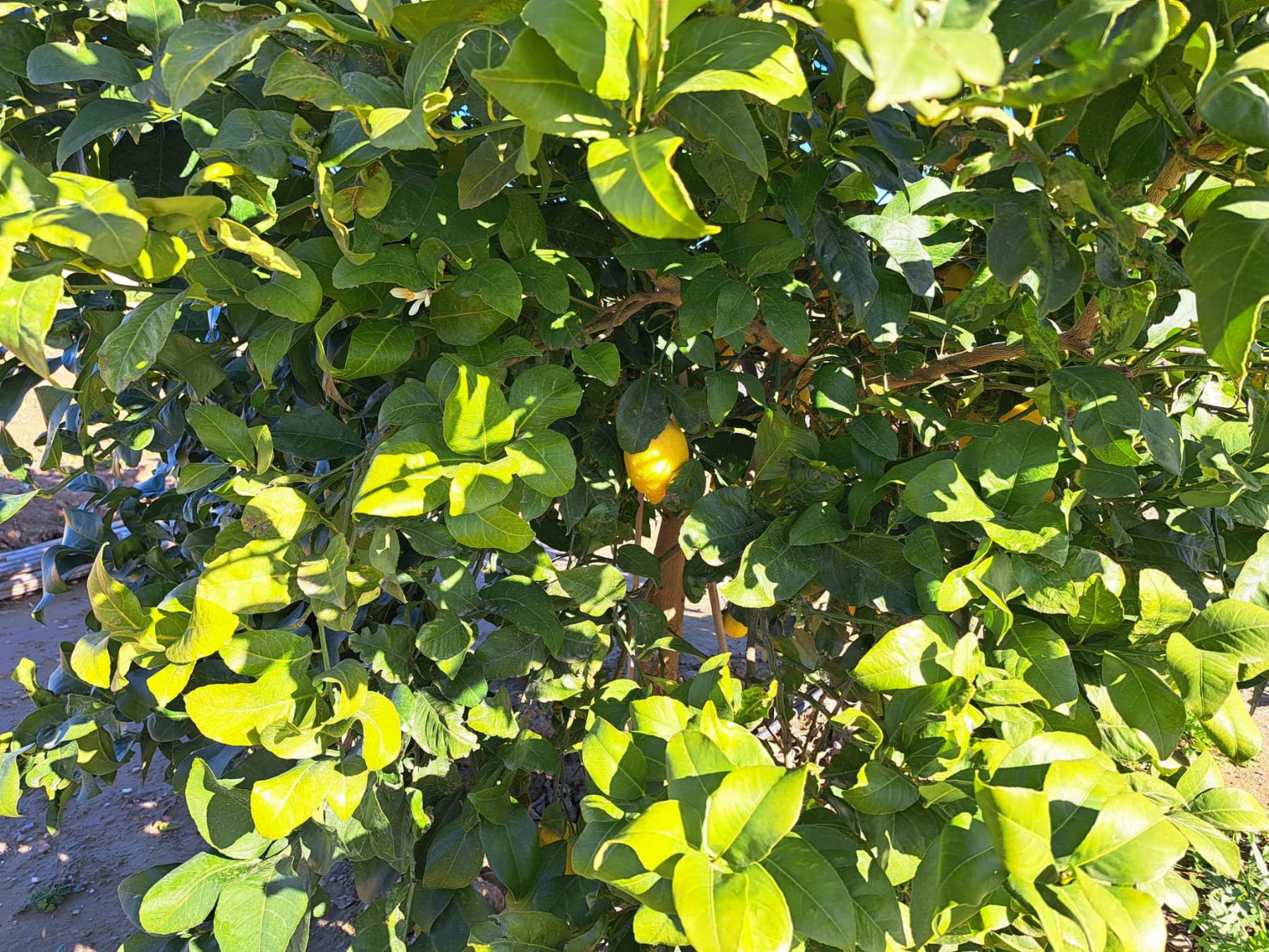 Venta de finca rústica en Cartagena