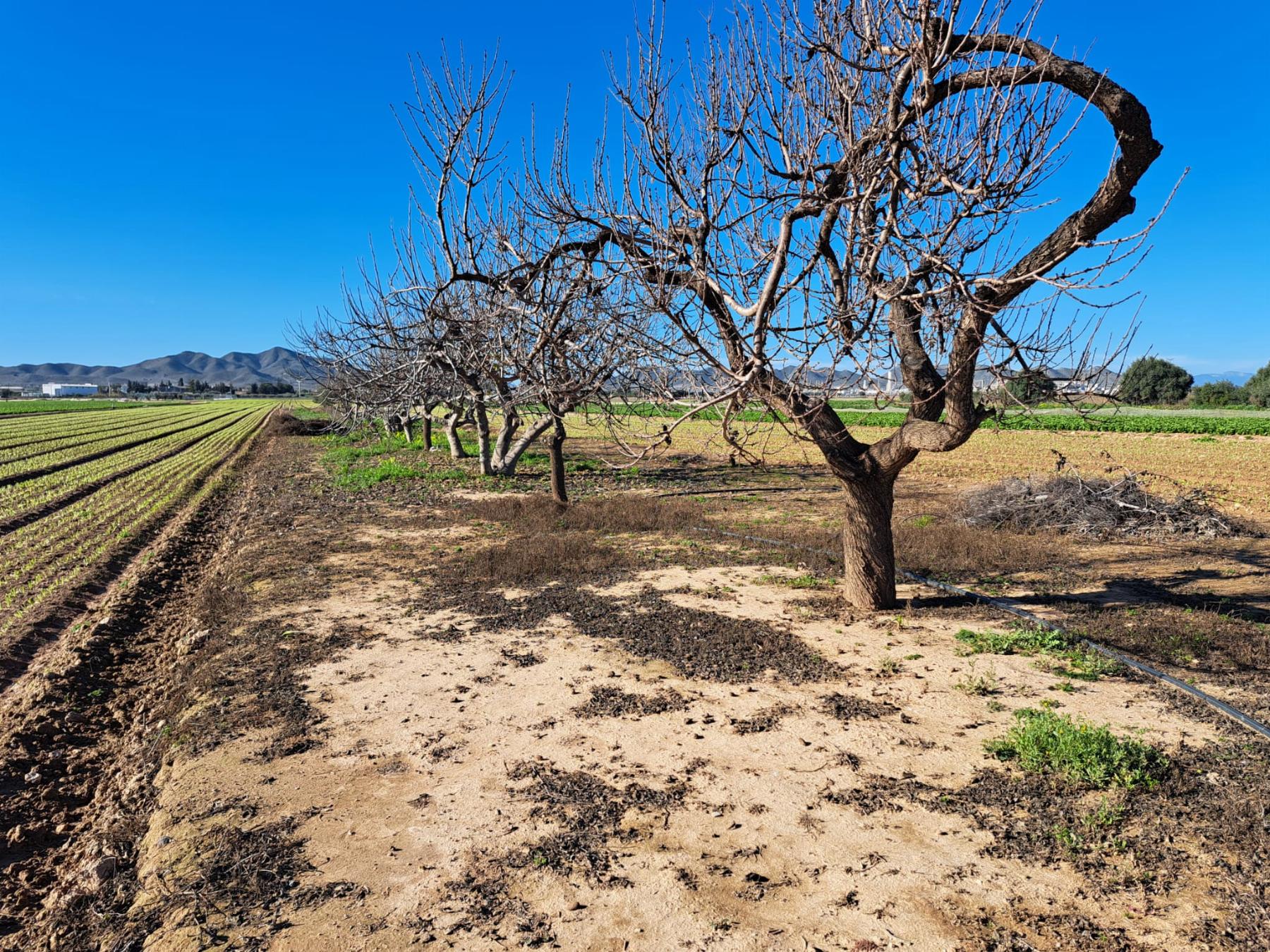 Venta de finca rústica en Cartagena