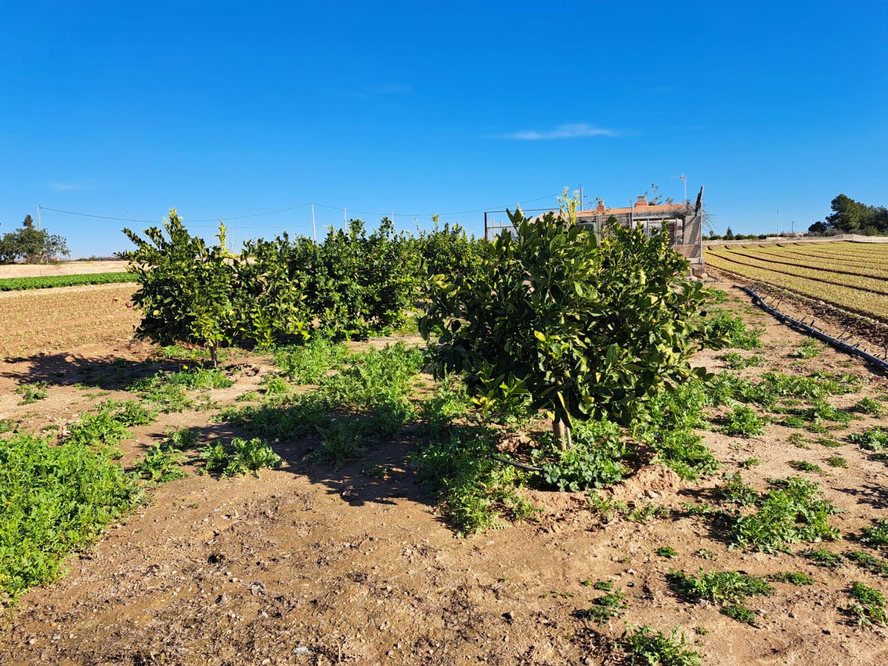 Venta de finca rústica en Cartagena