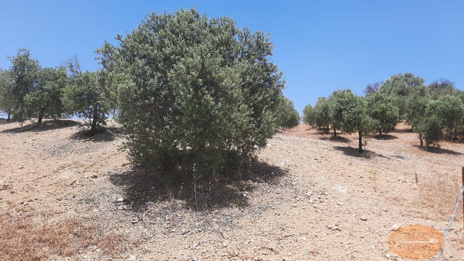 For sale of land in Puerto Serrano