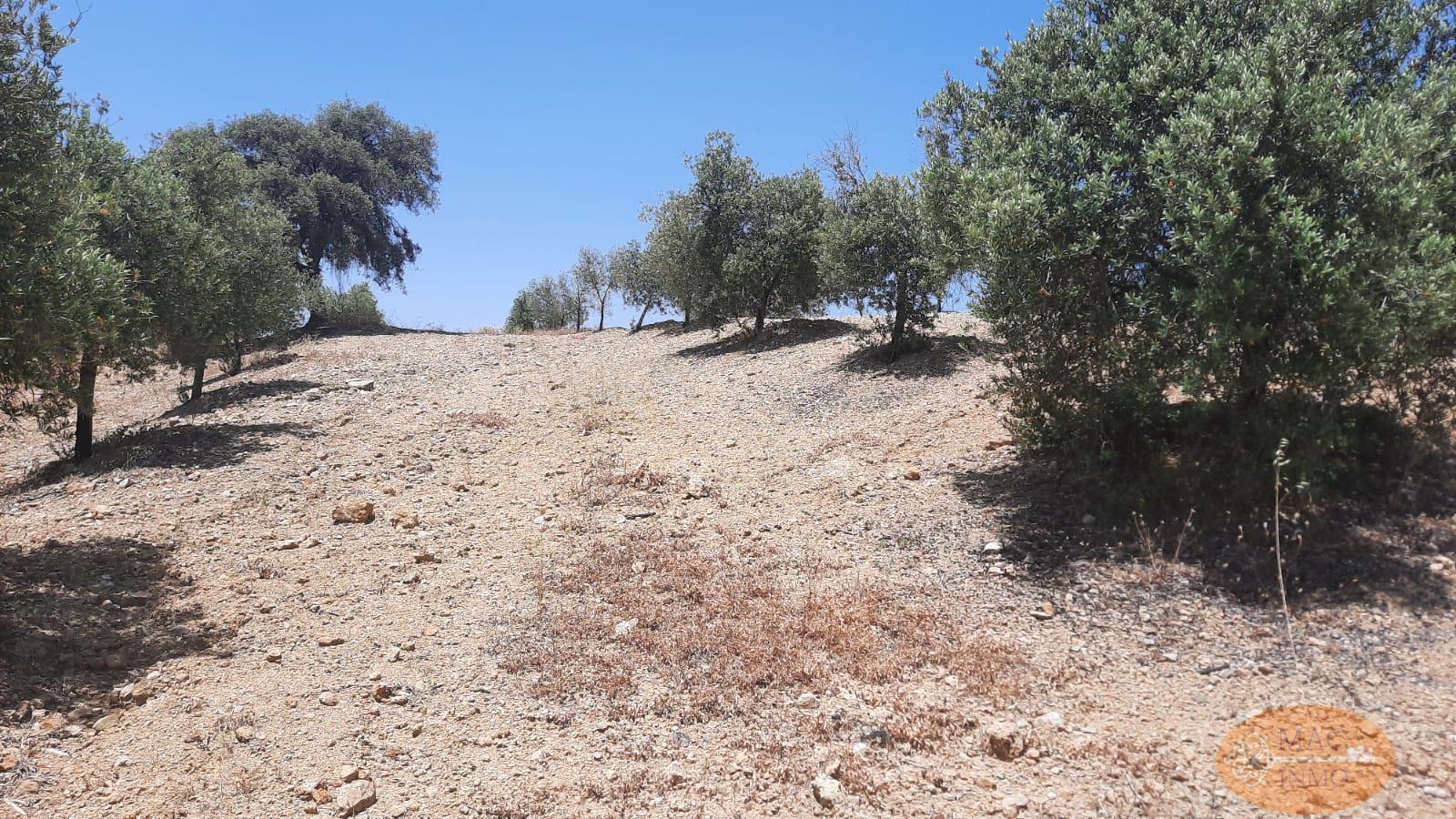 For sale of land in Puerto Serrano