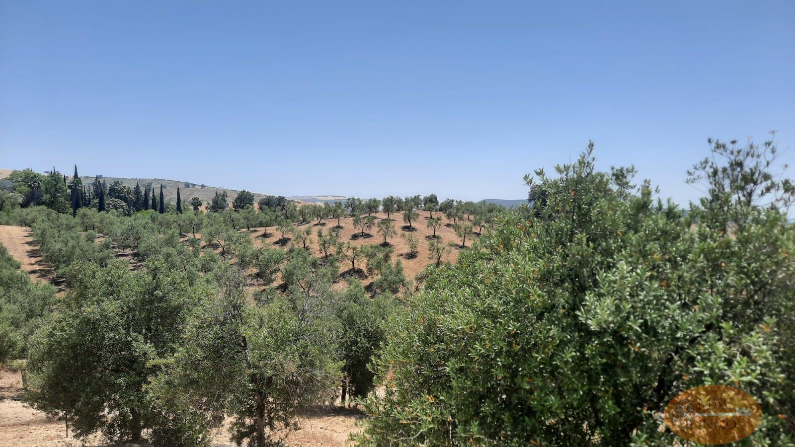 For sale of land in Puerto Serrano