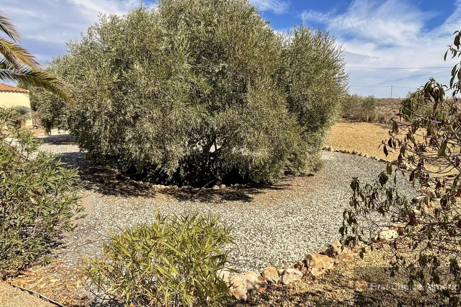 For sale of apartment in Albox