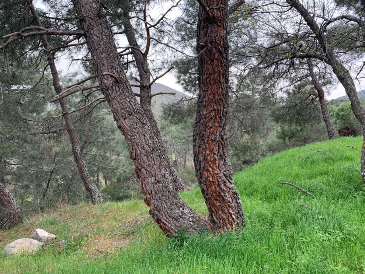 Venta de terreno en San Lorenzo de El Escorial