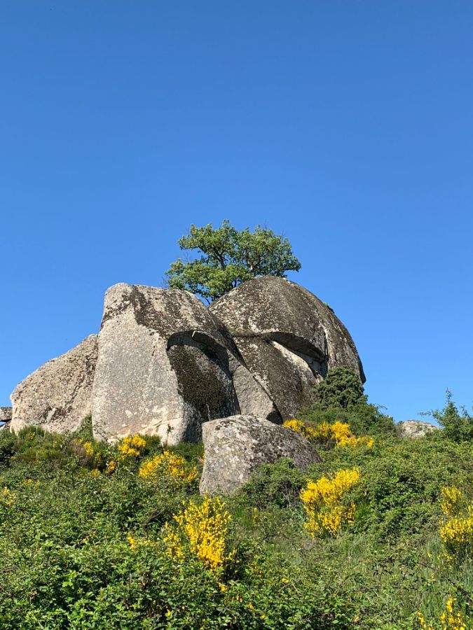 Venta de finca rústica en Robledo de Chavela