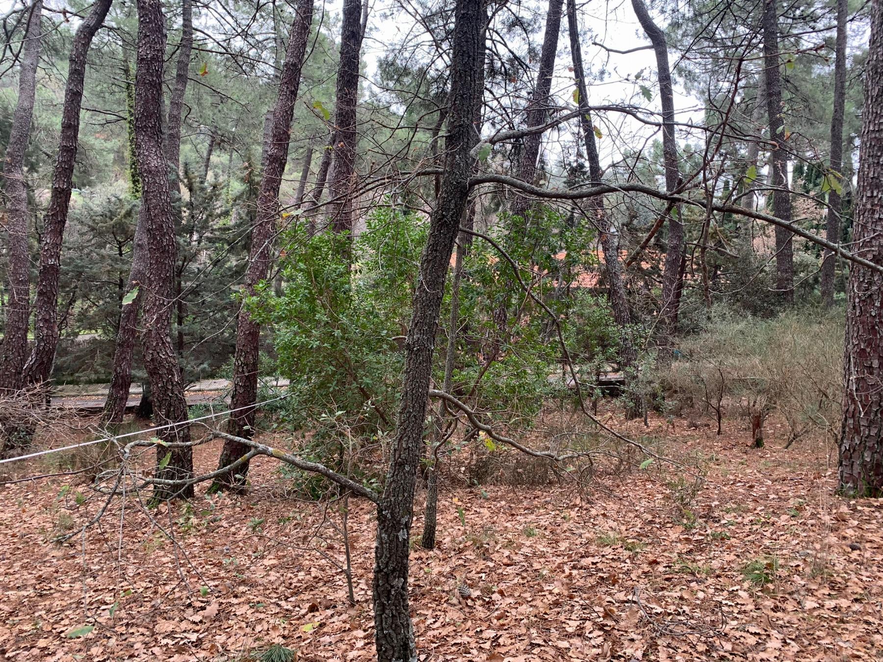 Venta de terreno en San Lorenzo de El Escorial