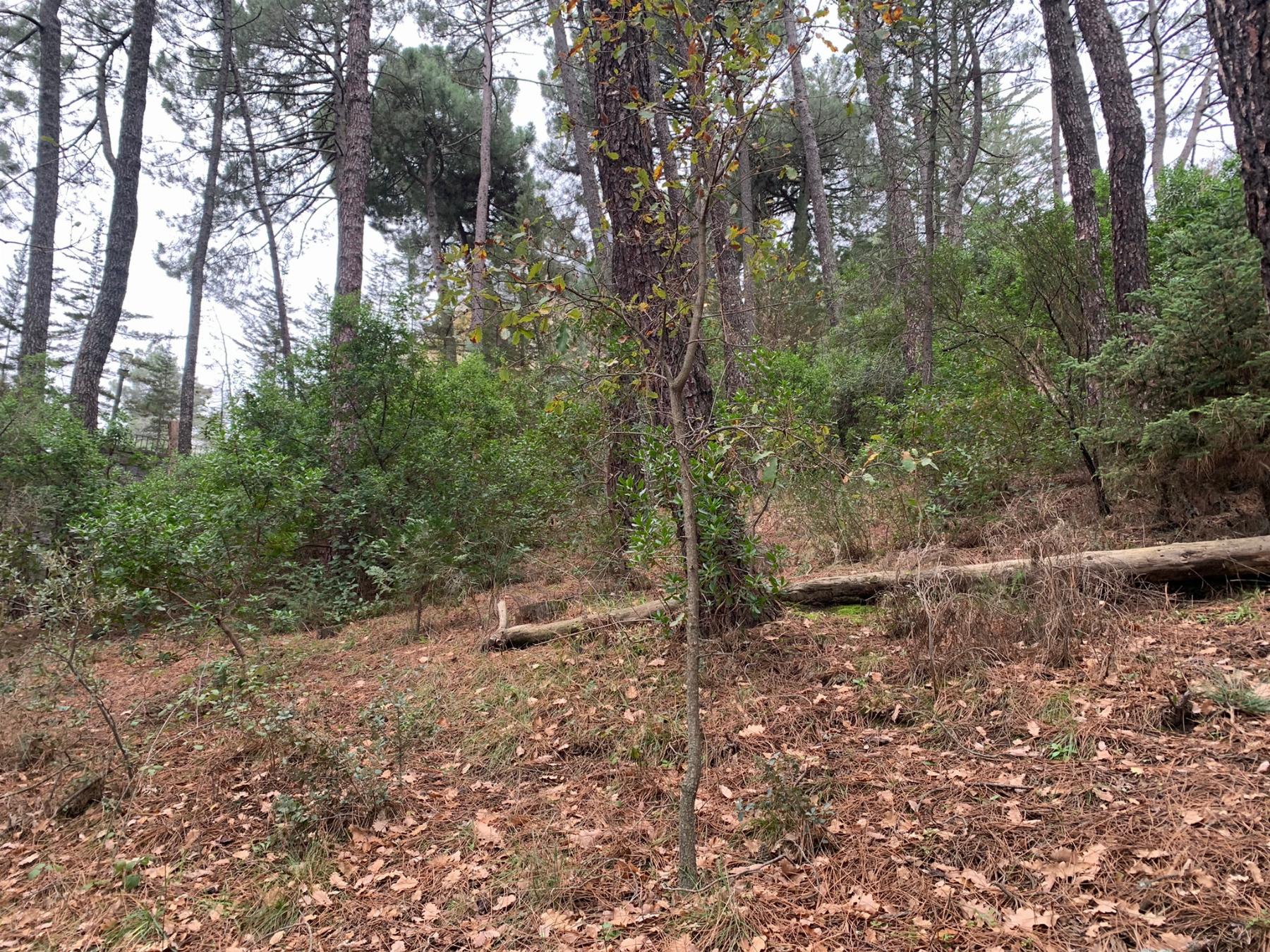 Venta de terreno en San Lorenzo de El Escorial