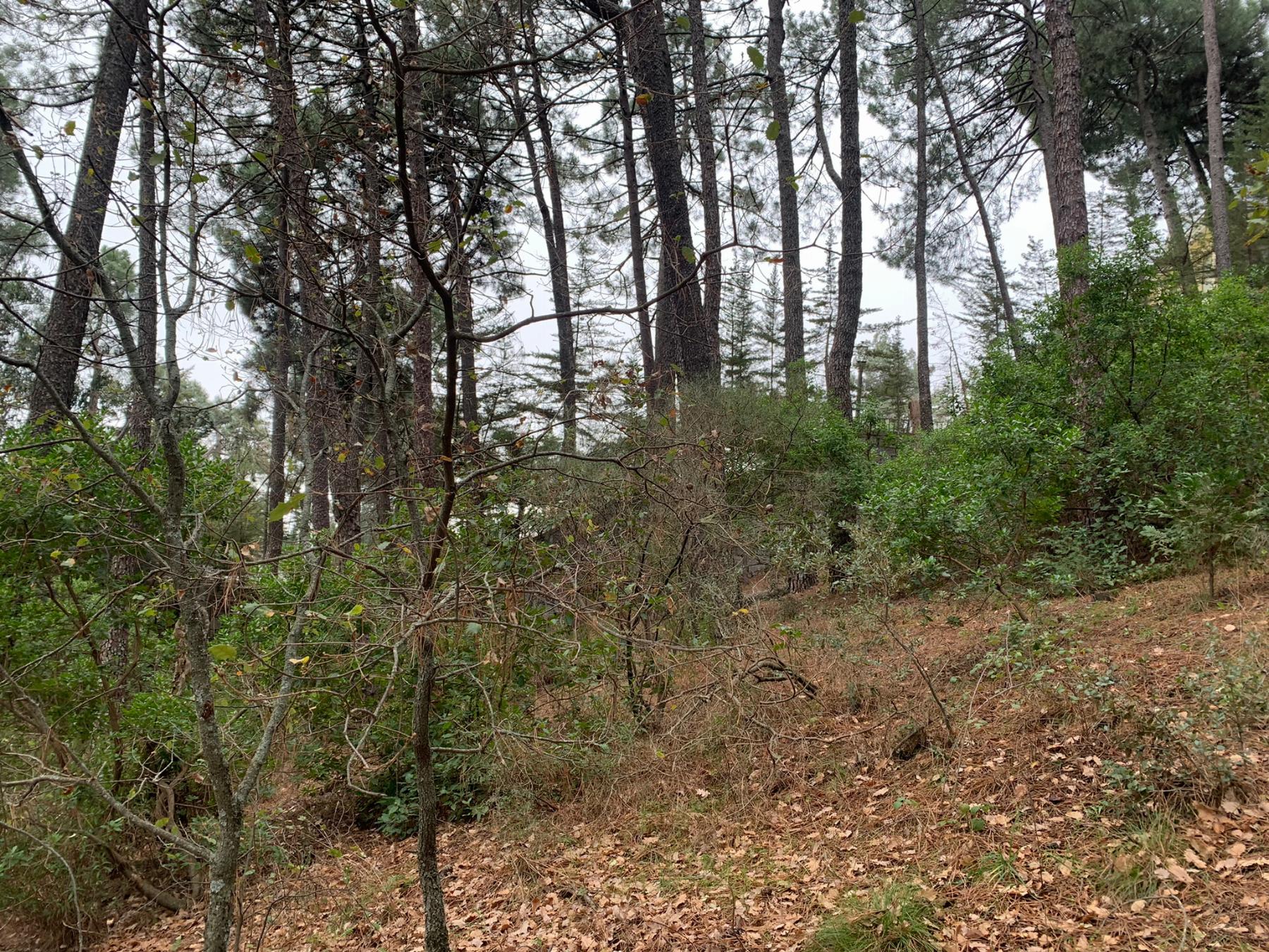 Venta de terreno en San Lorenzo de El Escorial