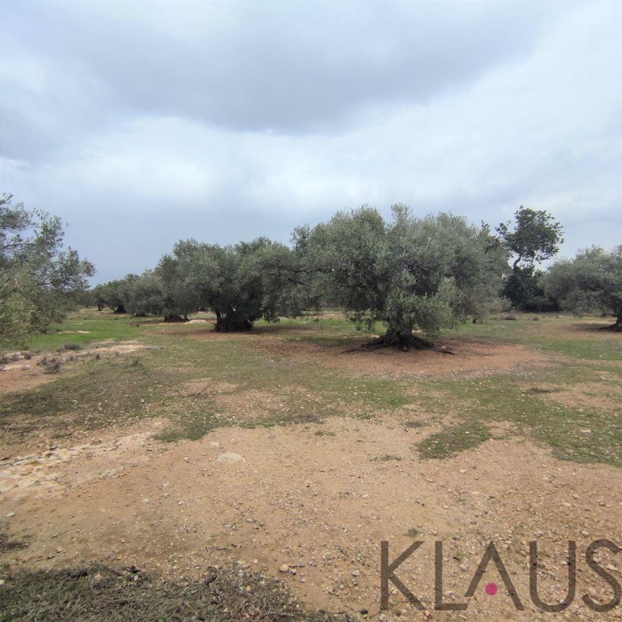 For sale of rural property in Ampolla l