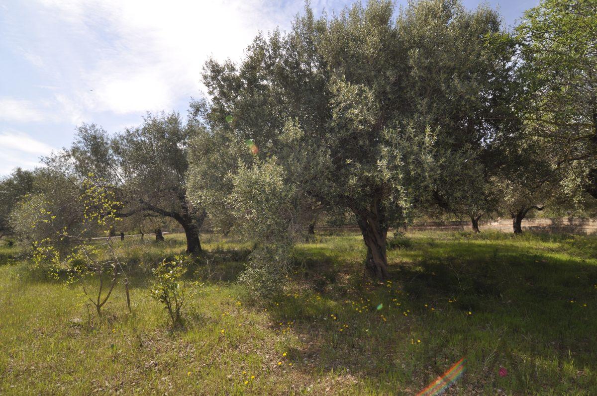 Venta de finca rústica en Sant Carles de la Ràpita