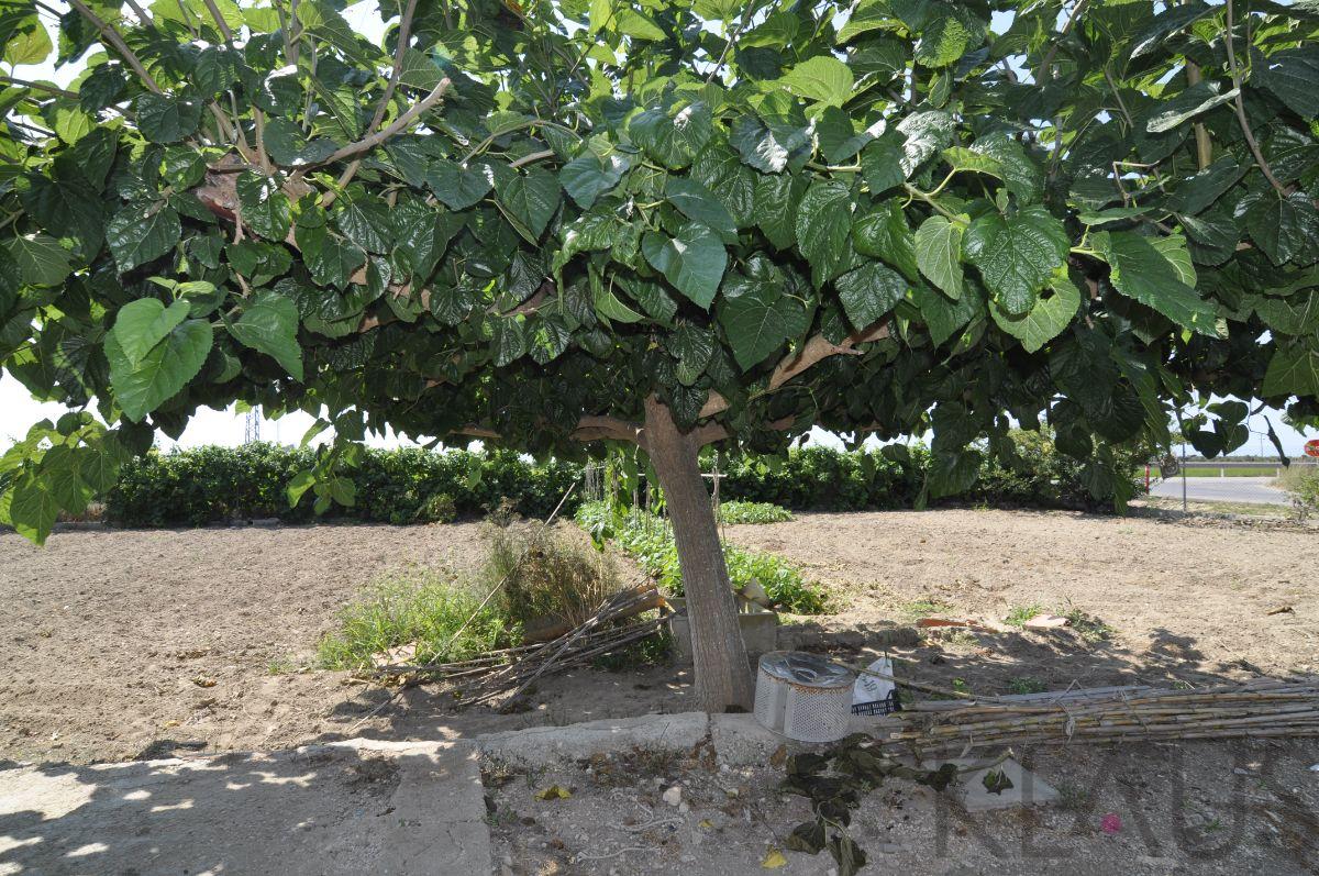 Venta de finca rústica en Sant Carles de la Ràpita