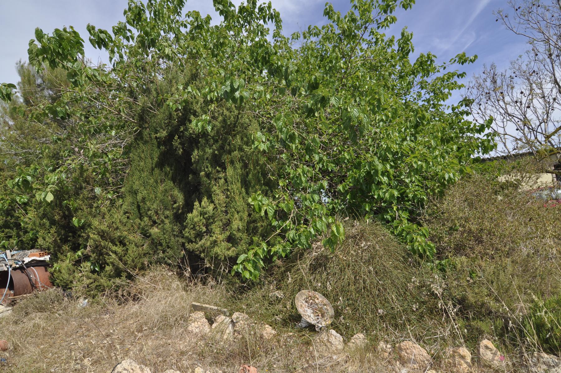 Venta de finca rústica en Vinaròs