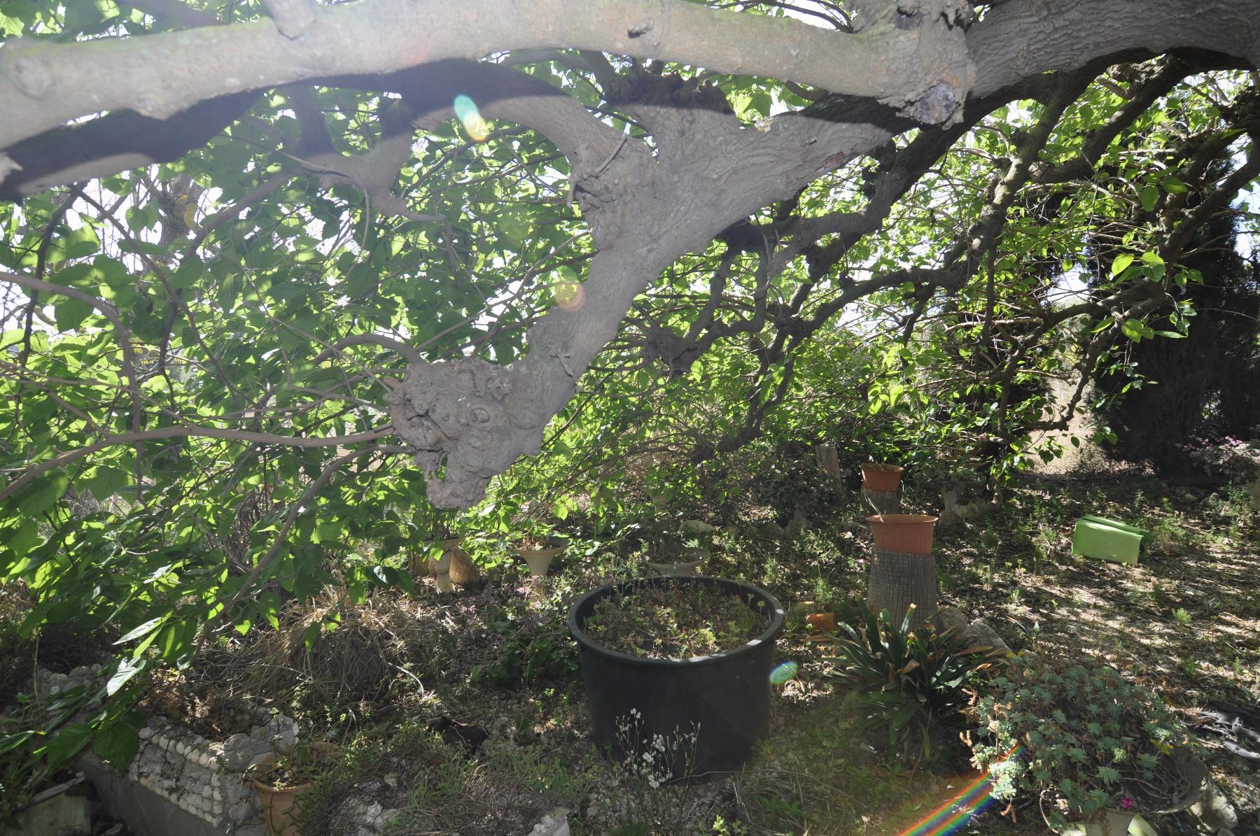 Venta de finca rústica en Vinaròs