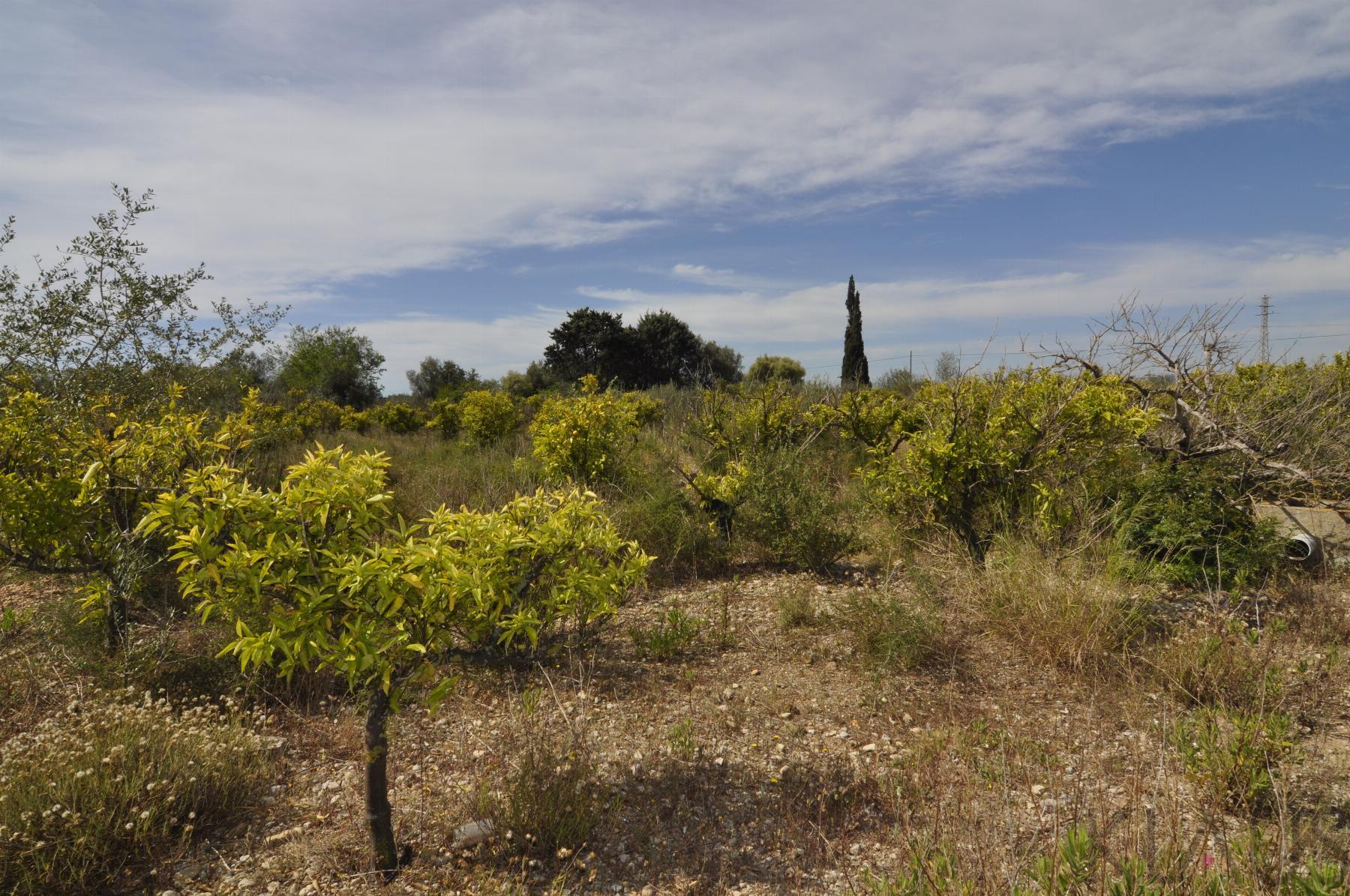 Venta de finca rústica en Vinaròs