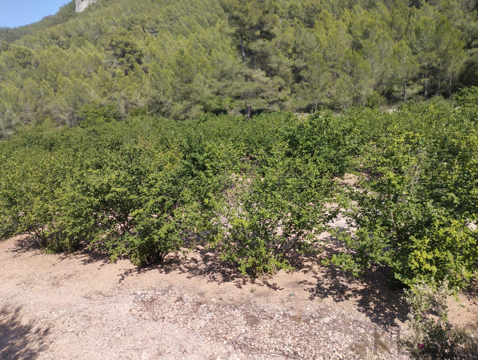 Salg av rural house i Tarragona