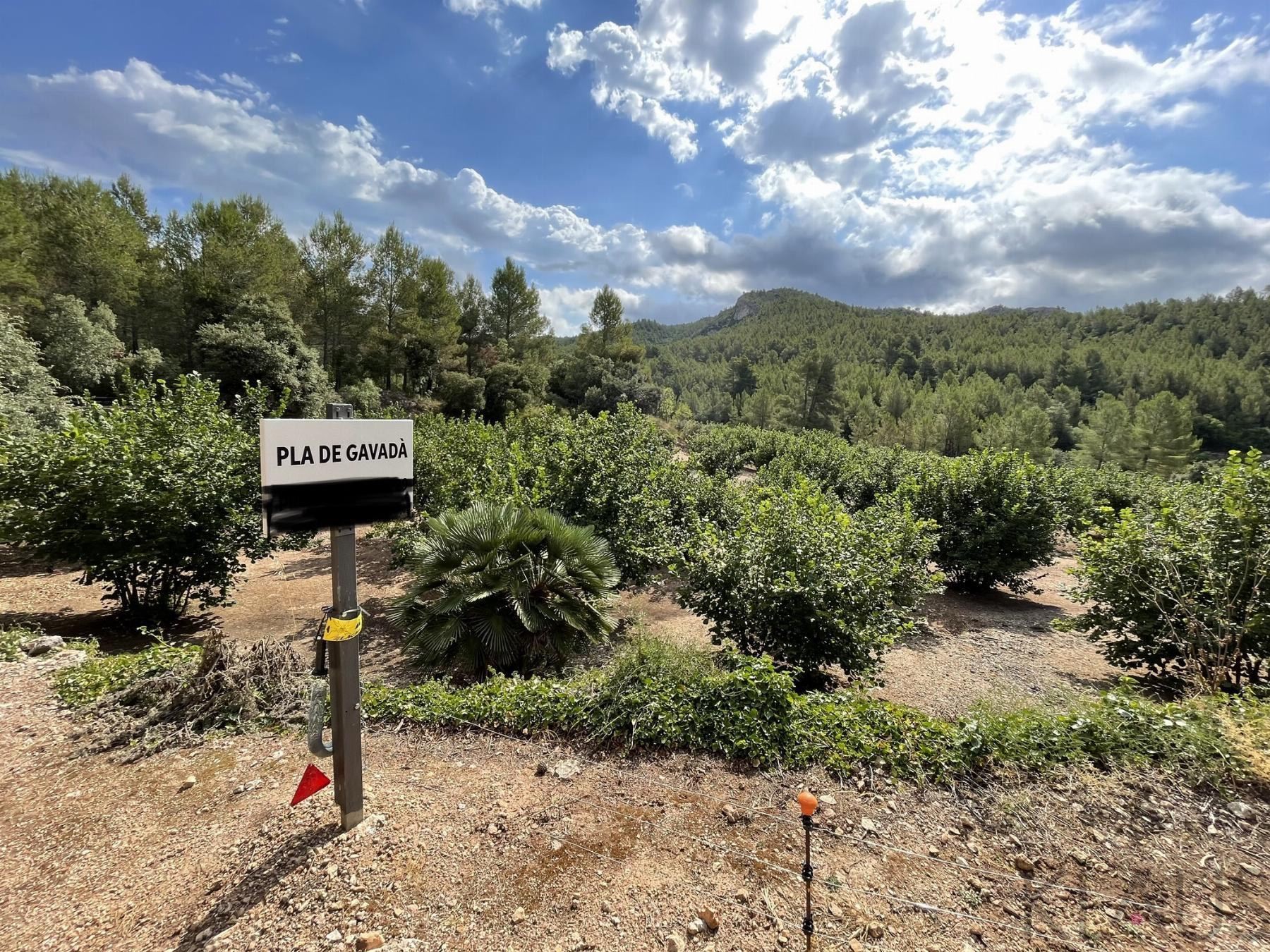 Venta de finca rústica en Aiguamúrcia