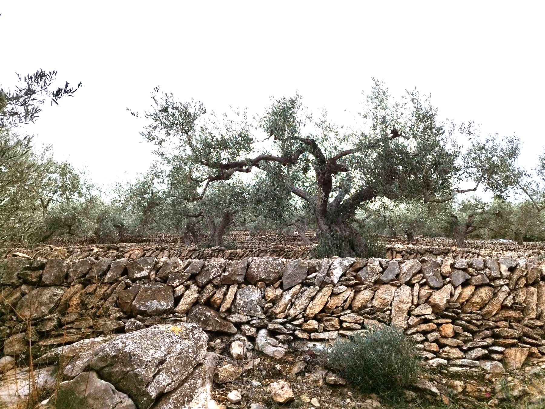 Venta de finca rústica en La Ràpita