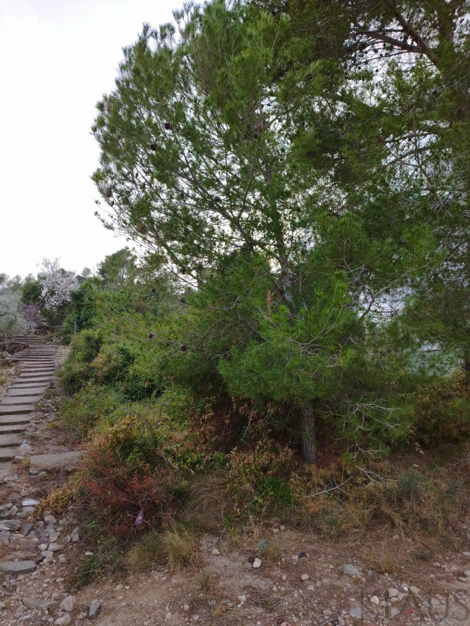 Venta de finca rústica en La Ràpita