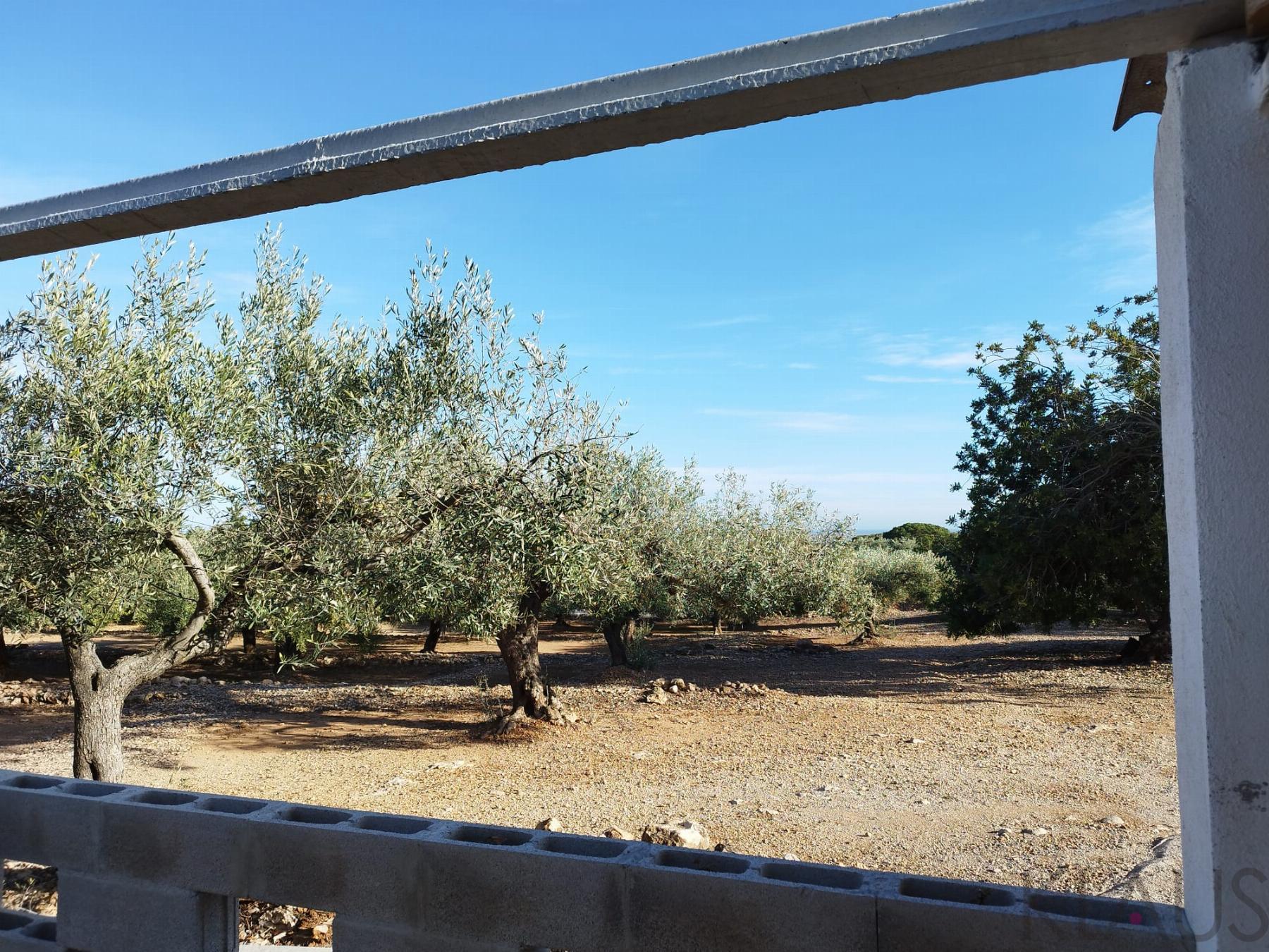 Venta de finca rústica en Sant Carles de la Ràpita