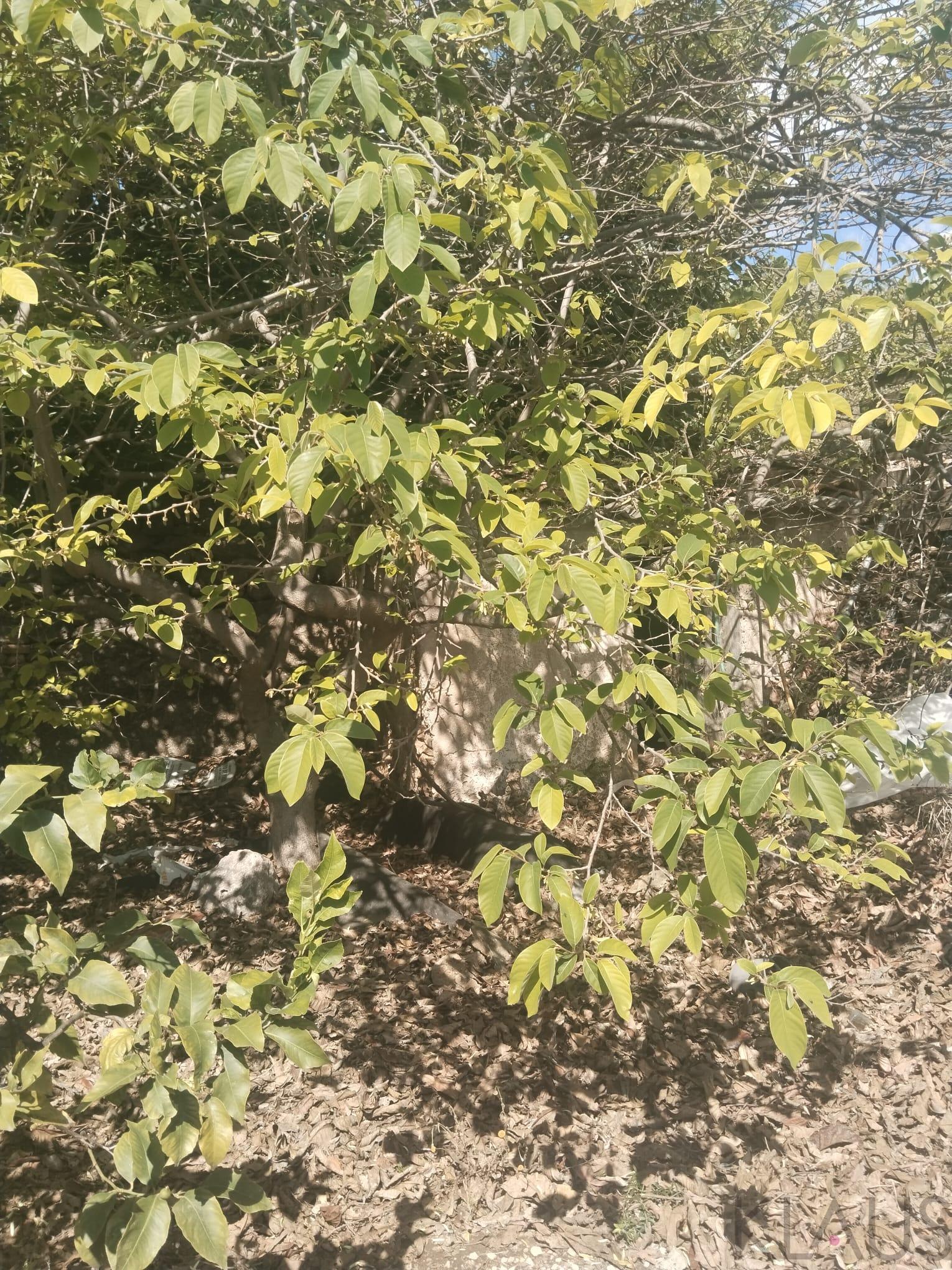 Venta de terreno en La Ràpita