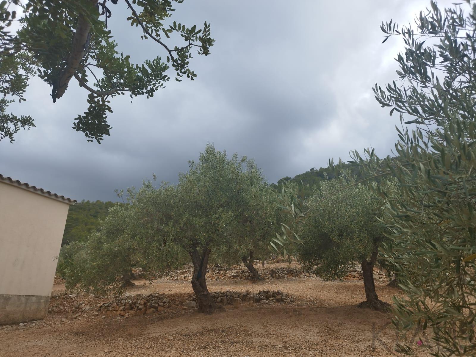 Venta de finca rústica en La Ràpita