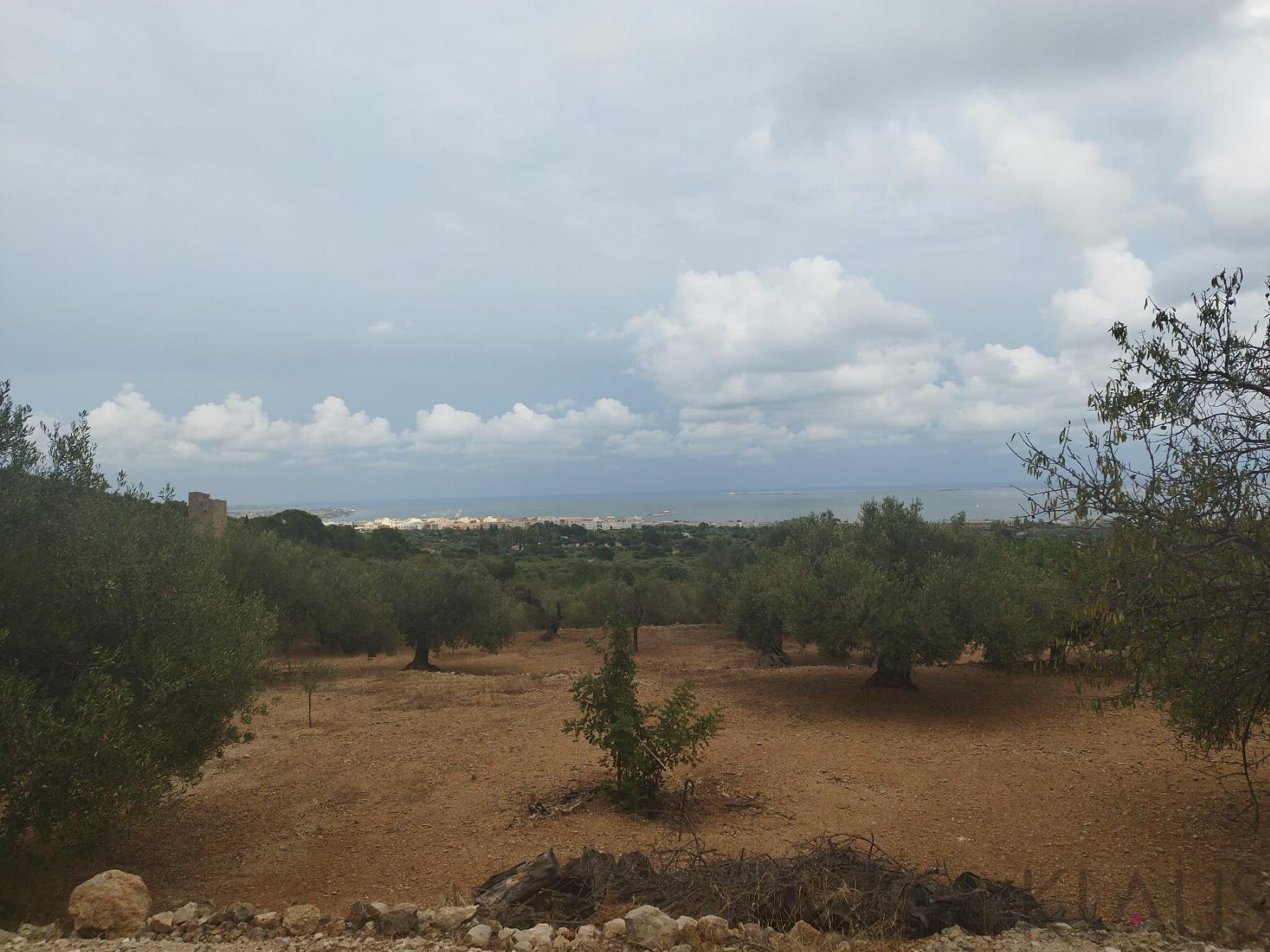 Venta de finca rústica en La Ràpita