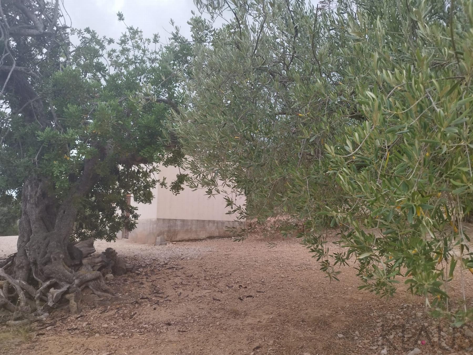 Venta de finca rústica en La Ràpita