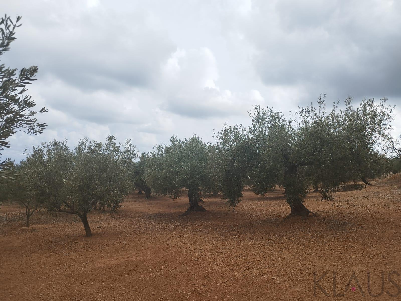 Venta de finca rústica en La Ràpita
