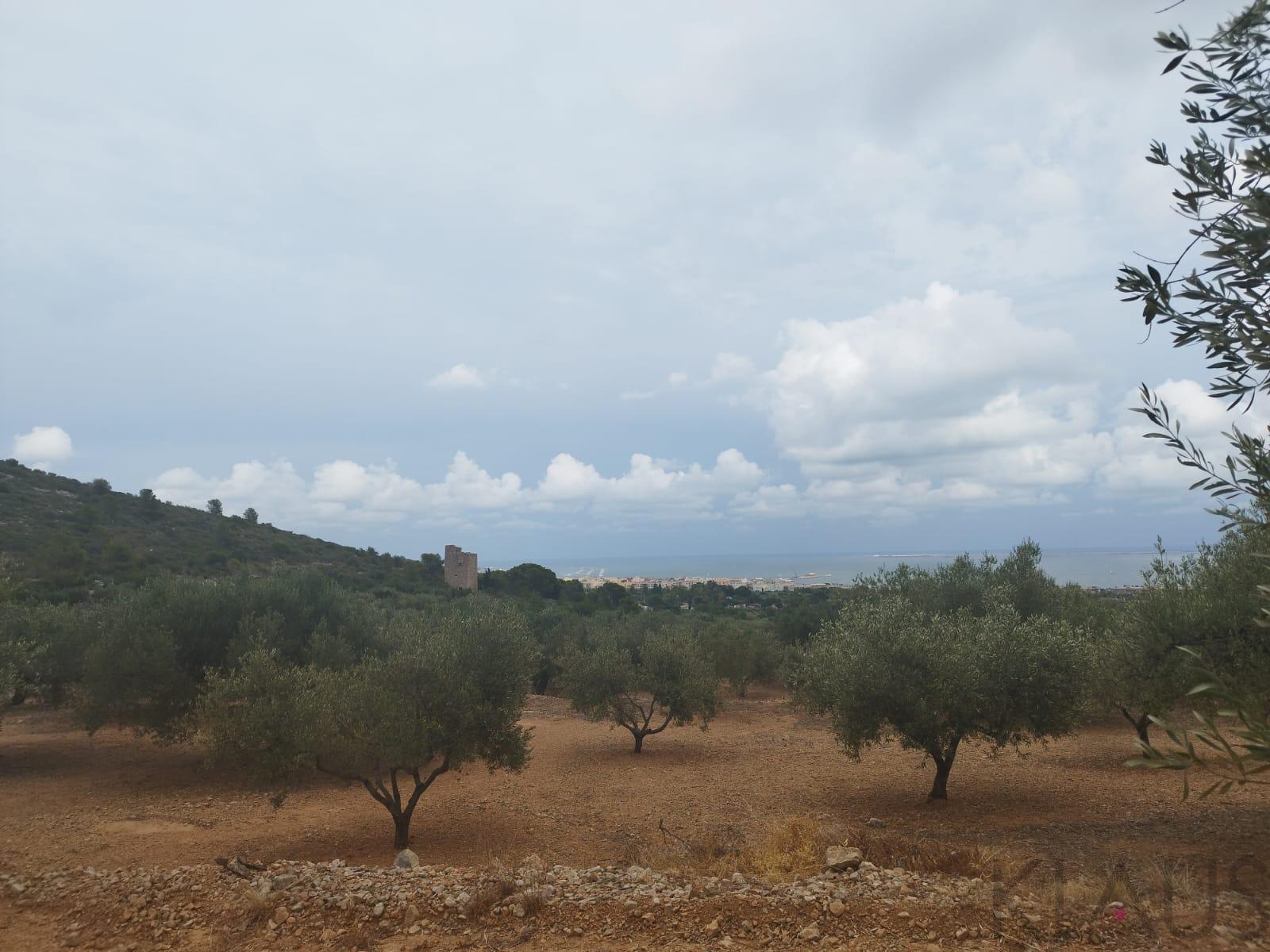 Venta de finca rústica en La Ràpita