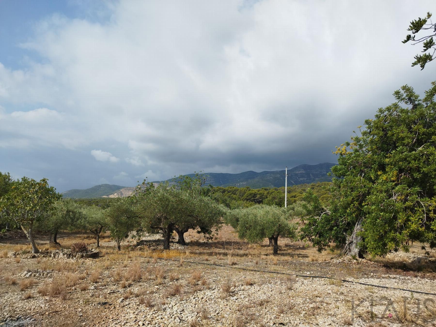 Venta de finca rústica en La Ràpita