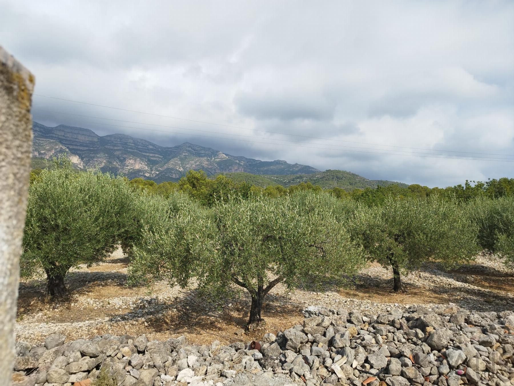 Venta de finca rústica en La Ràpita