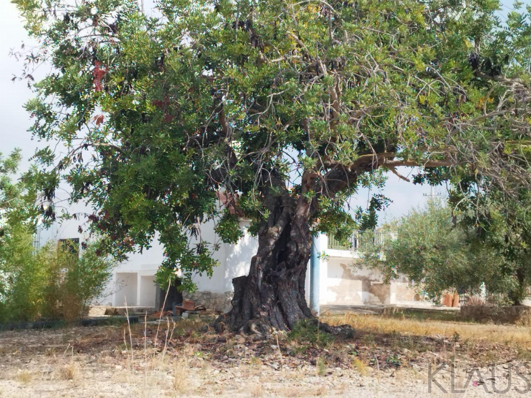 Venta de finca rústica en La Ràpita