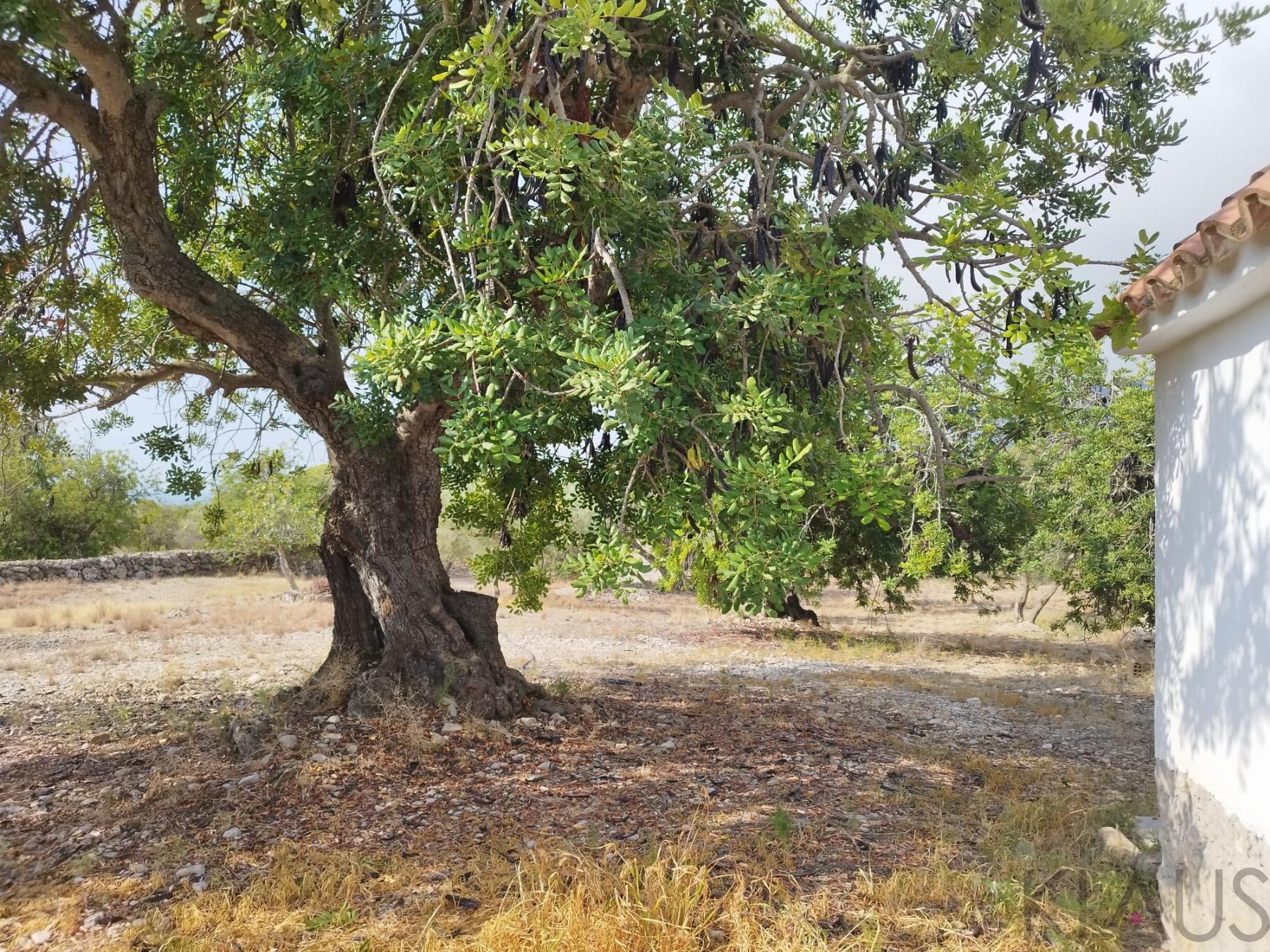 Venta de finca rústica en La Ràpita