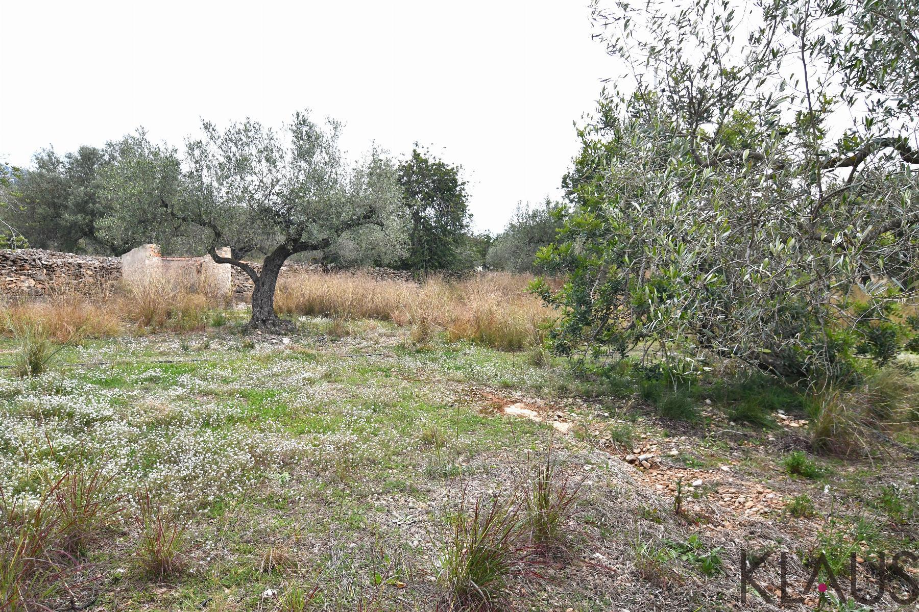 Venta de finca rústica en Alcanar