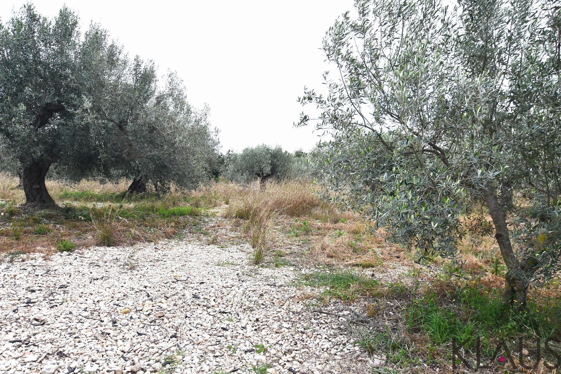 Venta de finca rústica en Alcanar