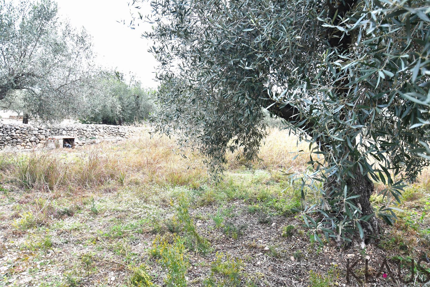 Venta de finca rústica en Alcanar