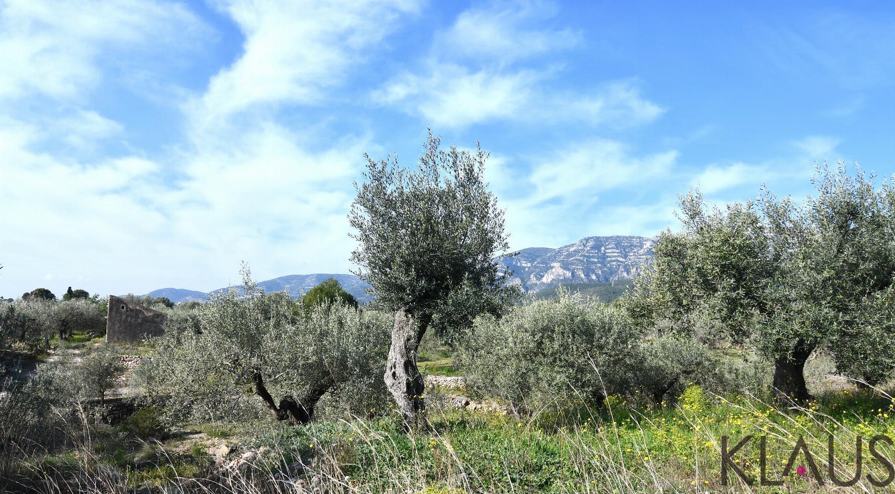 Venta de finca rústica en La Ràpita
