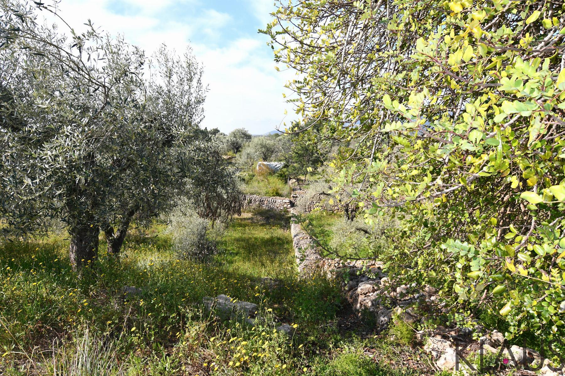 Venta de finca rústica en La Ràpita