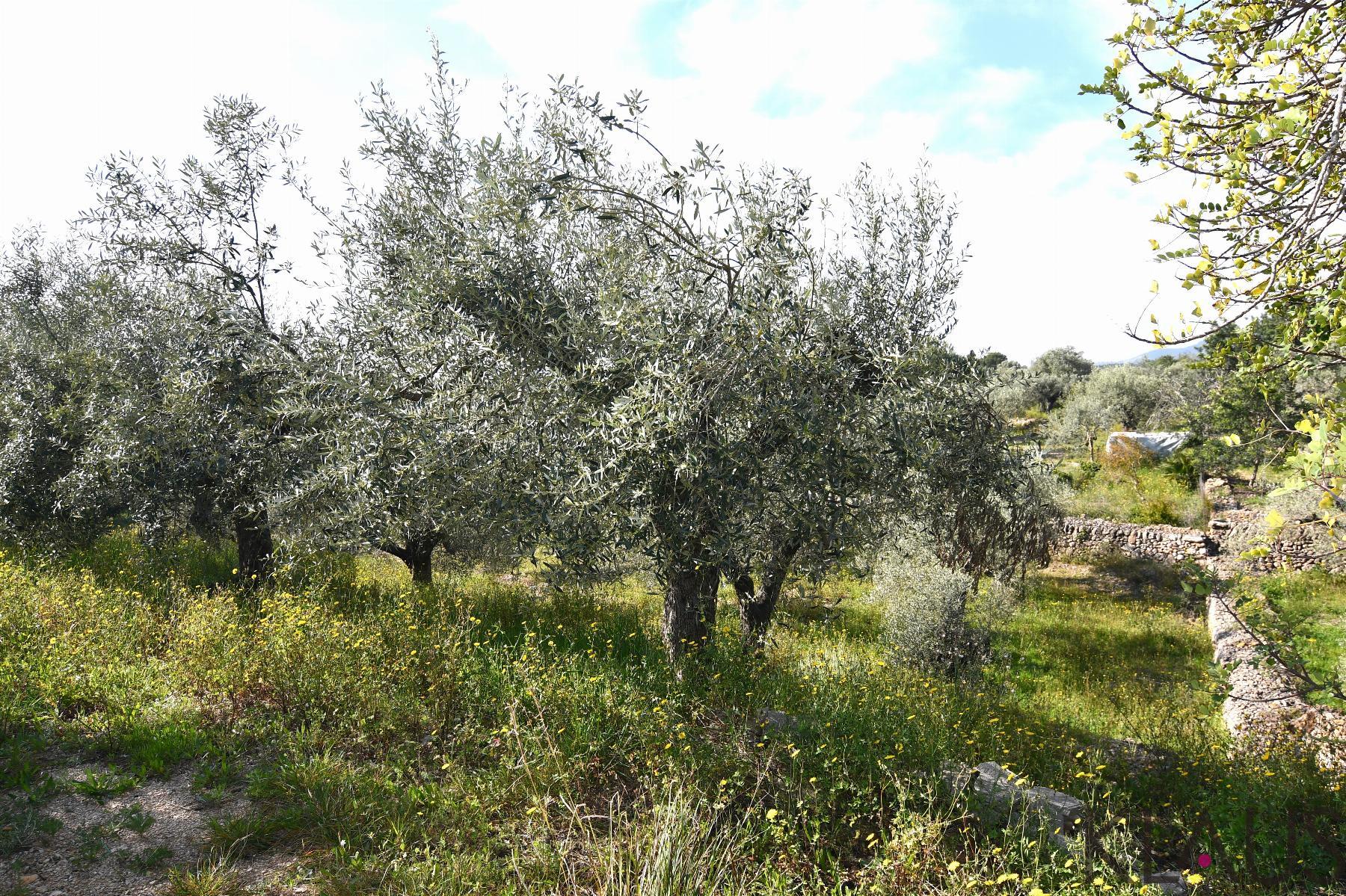 Venta de finca rústica en La Ràpita
