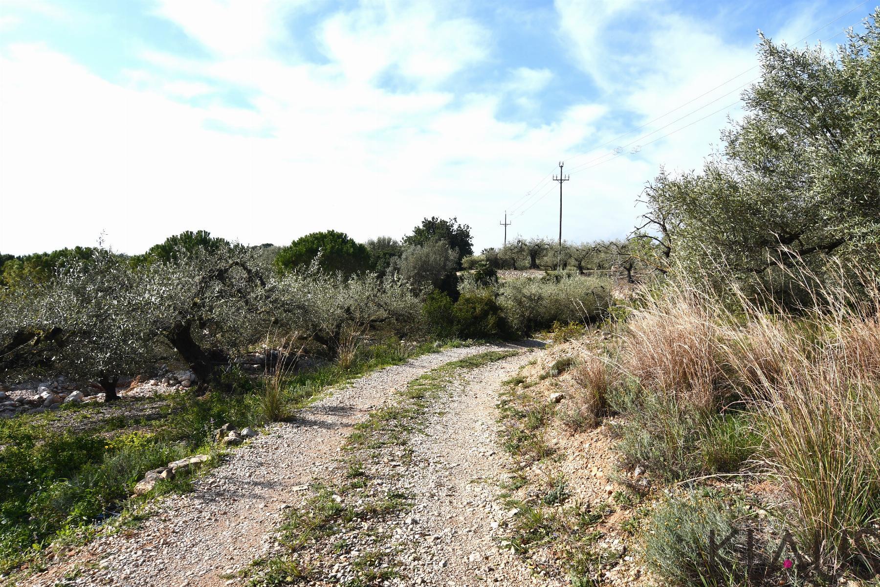 Venta de finca rústica en La Ràpita