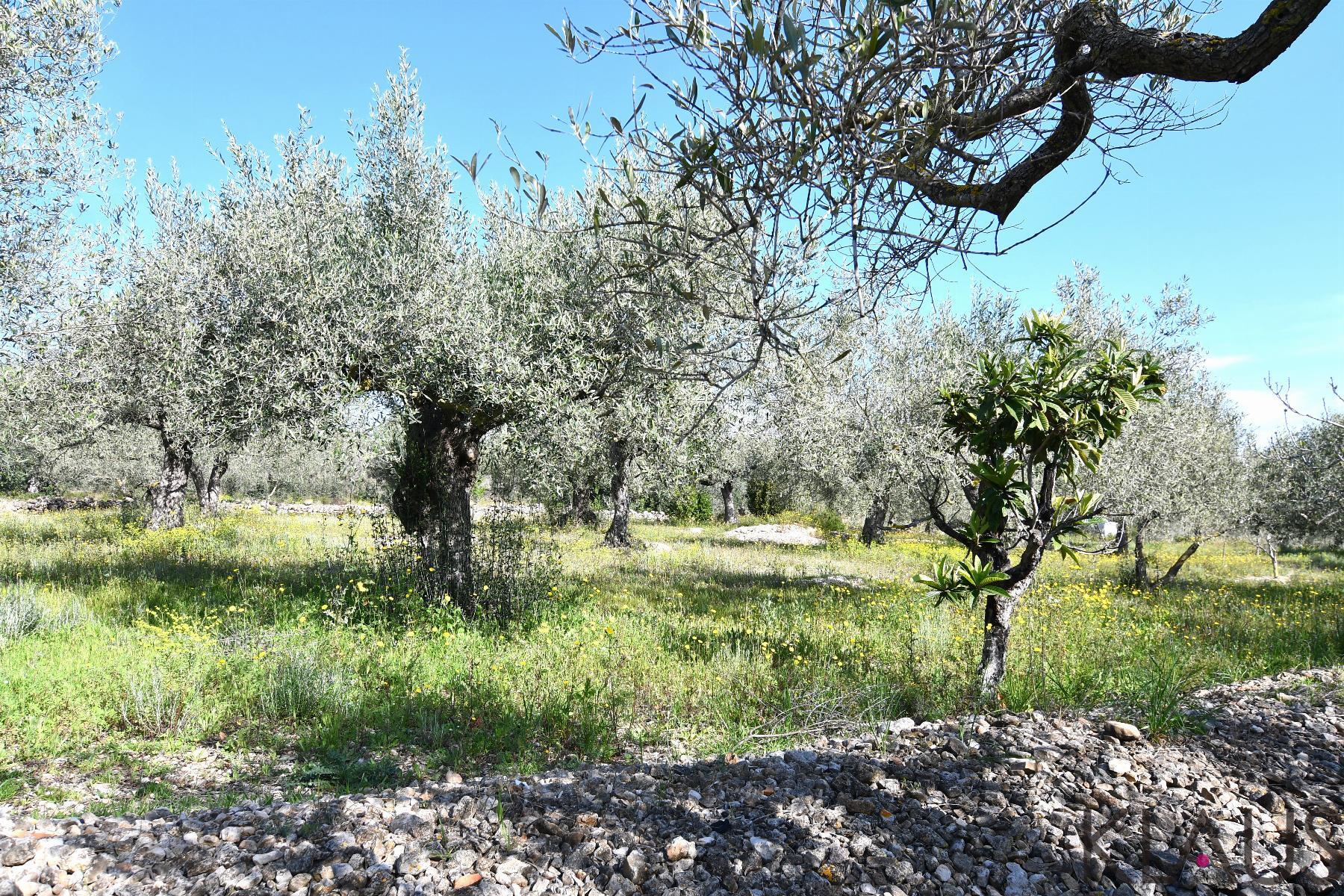 Venta de finca rústica en La Ràpita
