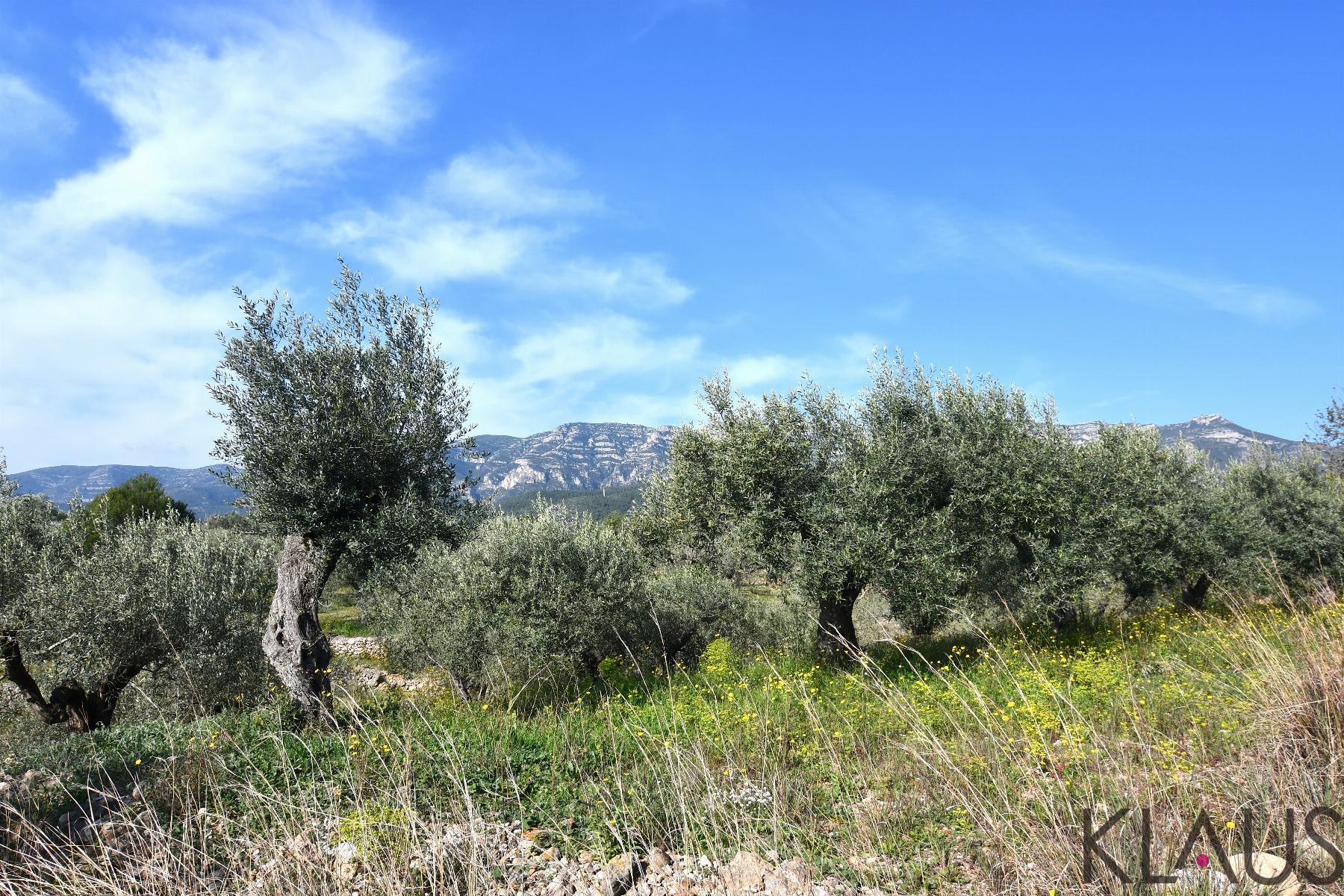 Venta de finca rústica en La Ràpita