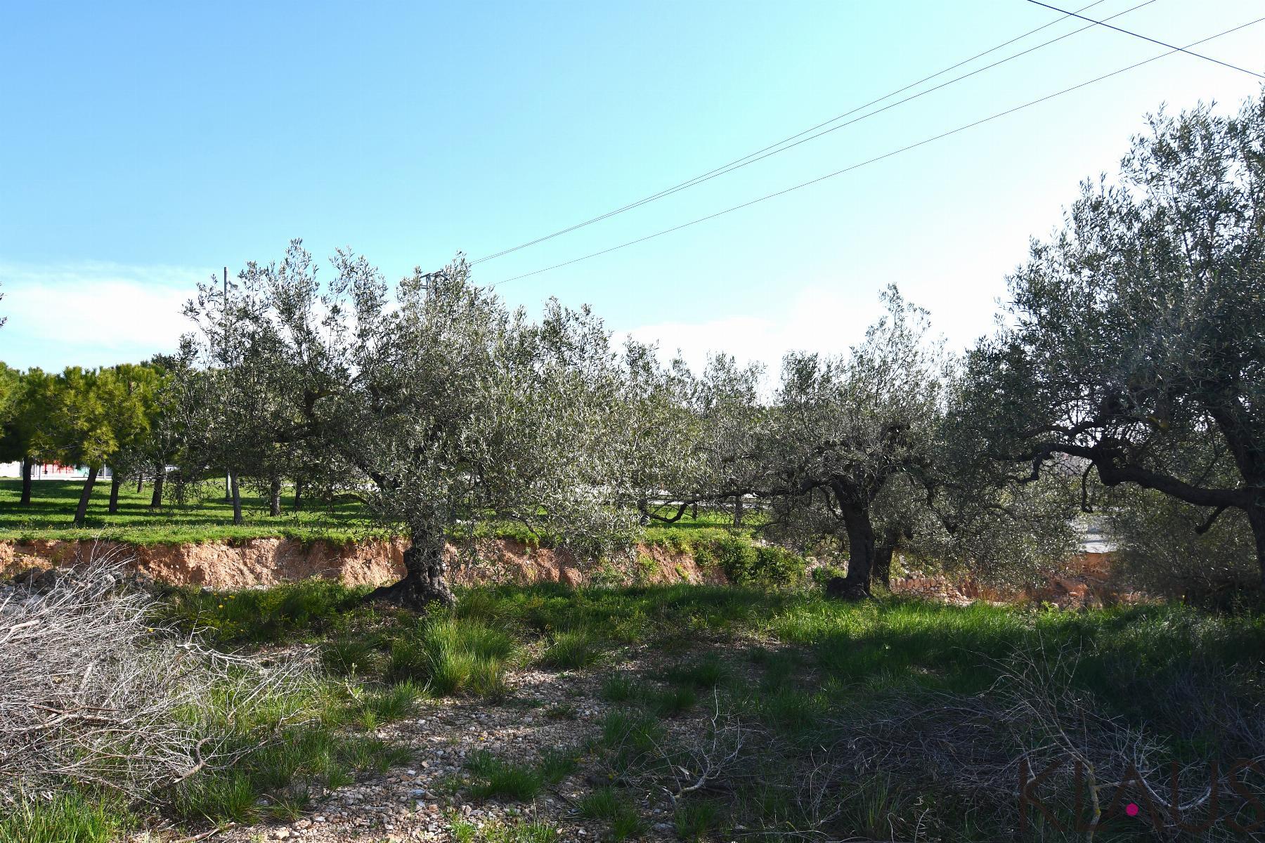 Venta de finca rústica en La Ràpita