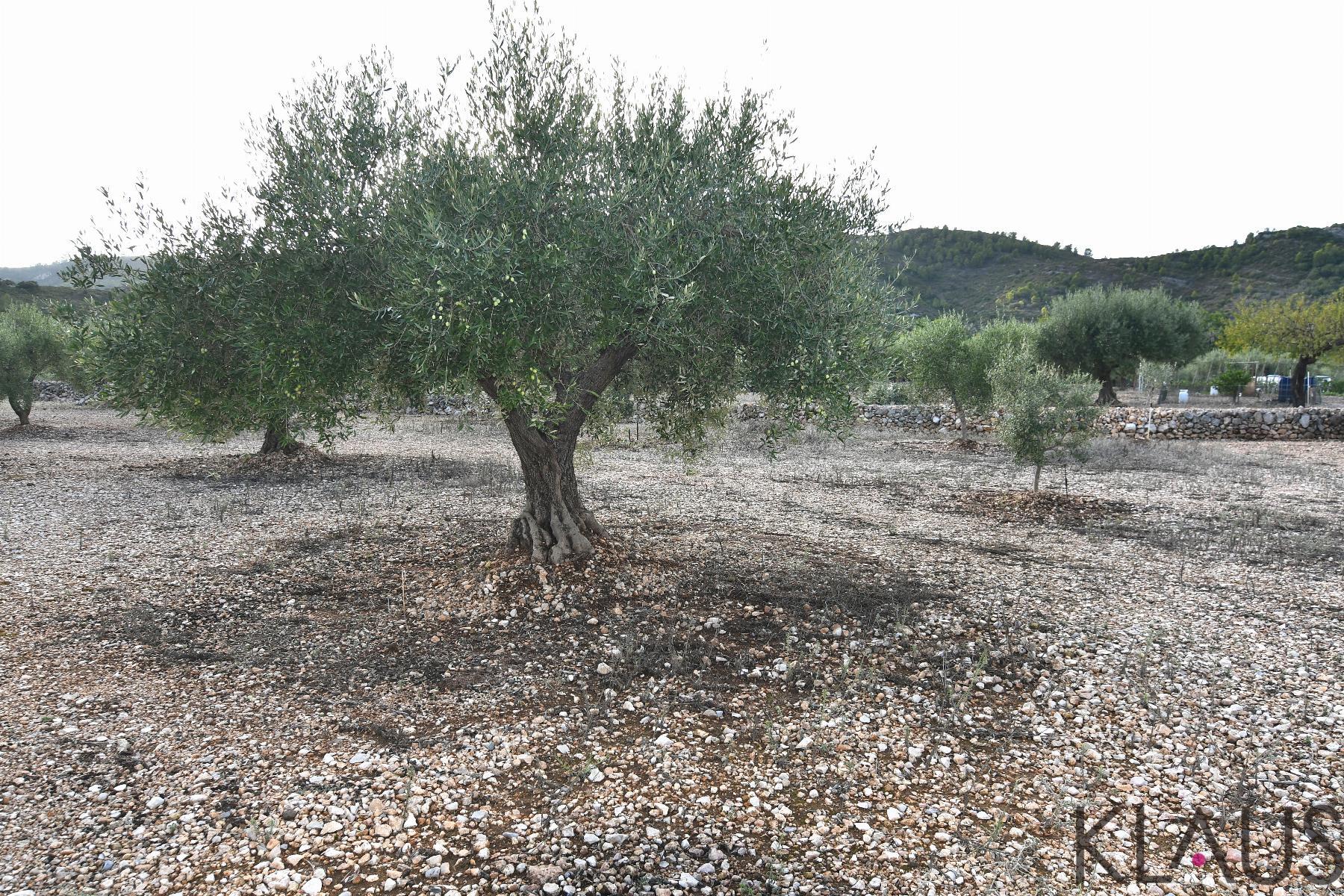 Venta de terreno en Amposta