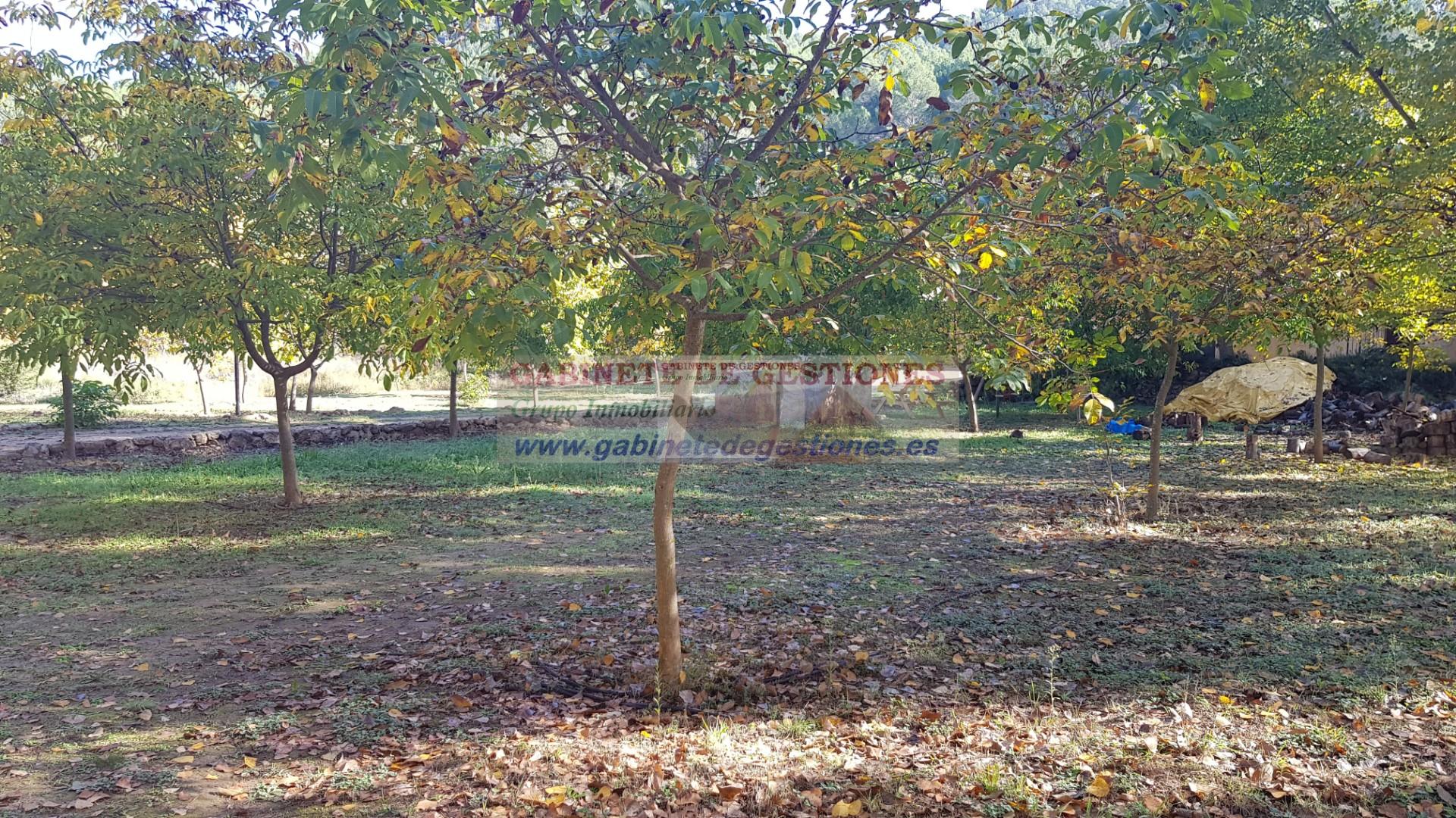 Venta de finca de recreo en Yeste